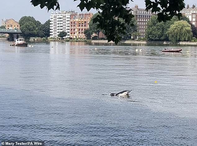 Звезда плавания на открытой воде Тоби Робинсон, занявший 14-е место, призвал очистить Темзу в Лондоне